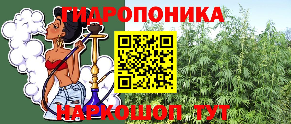Каннабис индика Канаш